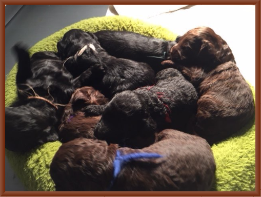 Pups at Two Weeks Old